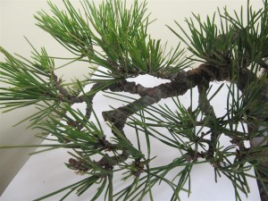 These were thinned so the remaining wanted shoots have a chance to grow freely.