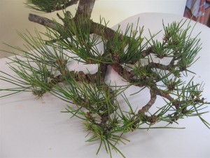 The growth on these buds will produce smaller needles that will not elongate before winter. They will stay on the tree and produce more buds with spring growth