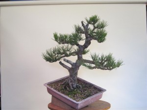 I even left the tree in the workshop and took this pic the next day to see if any branches had sprung back a little.