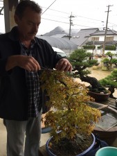 We helped Koji groom trees for sale at Taikan-ten