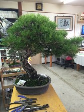 Before of a 100 year Pine that I got to thin and prune ready for styling