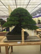 Prime Ministers Award. Kimura's tree before even in its display position
