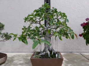 Sweet little White Fig. Ficus virens.