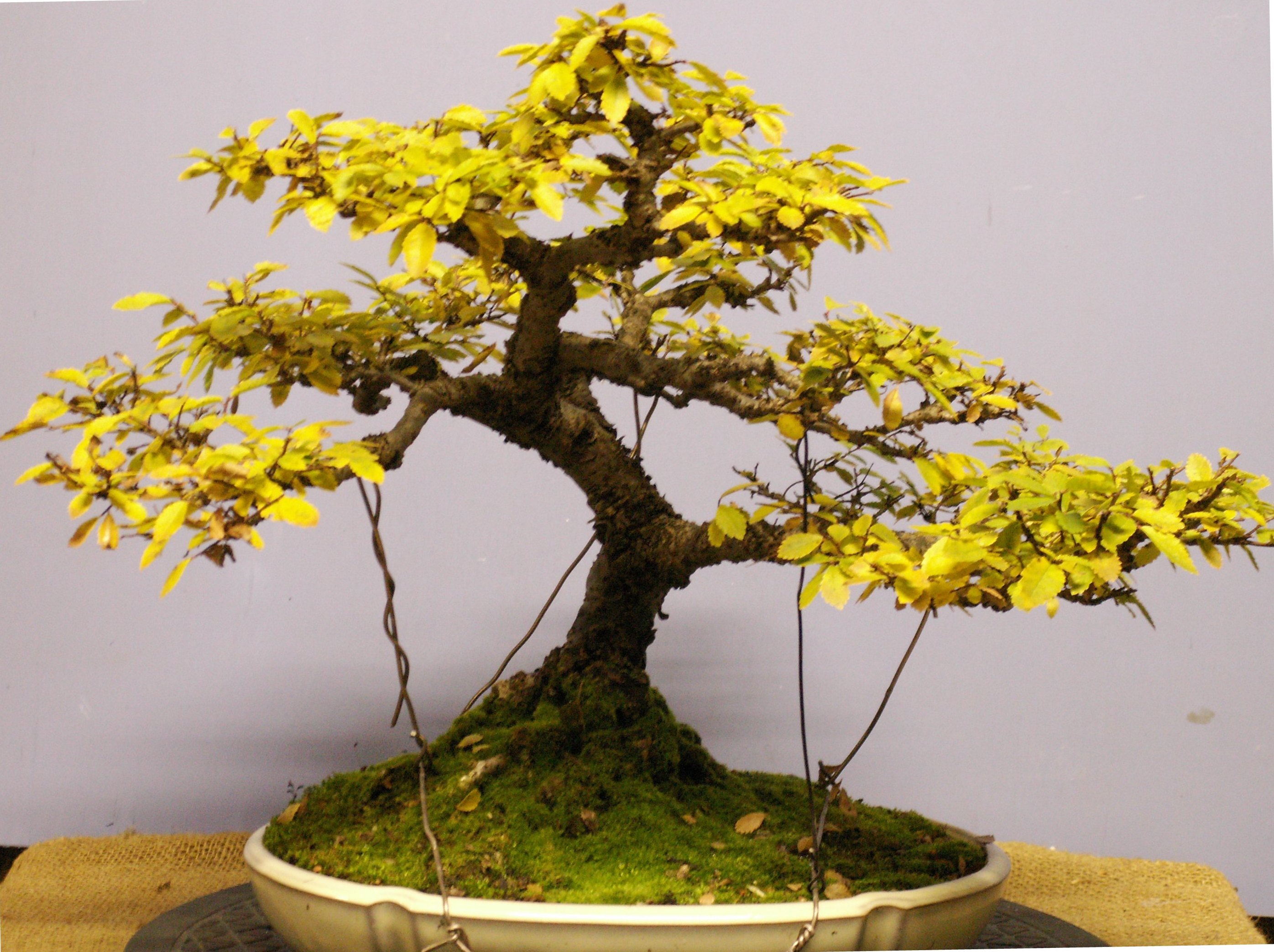 This particular tree is fully deciduous unlike some other Chinese Elms in m...