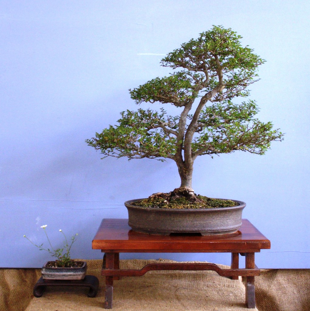 CHINESE ELM TWIN TRUNK Wattos Bonsai Blog