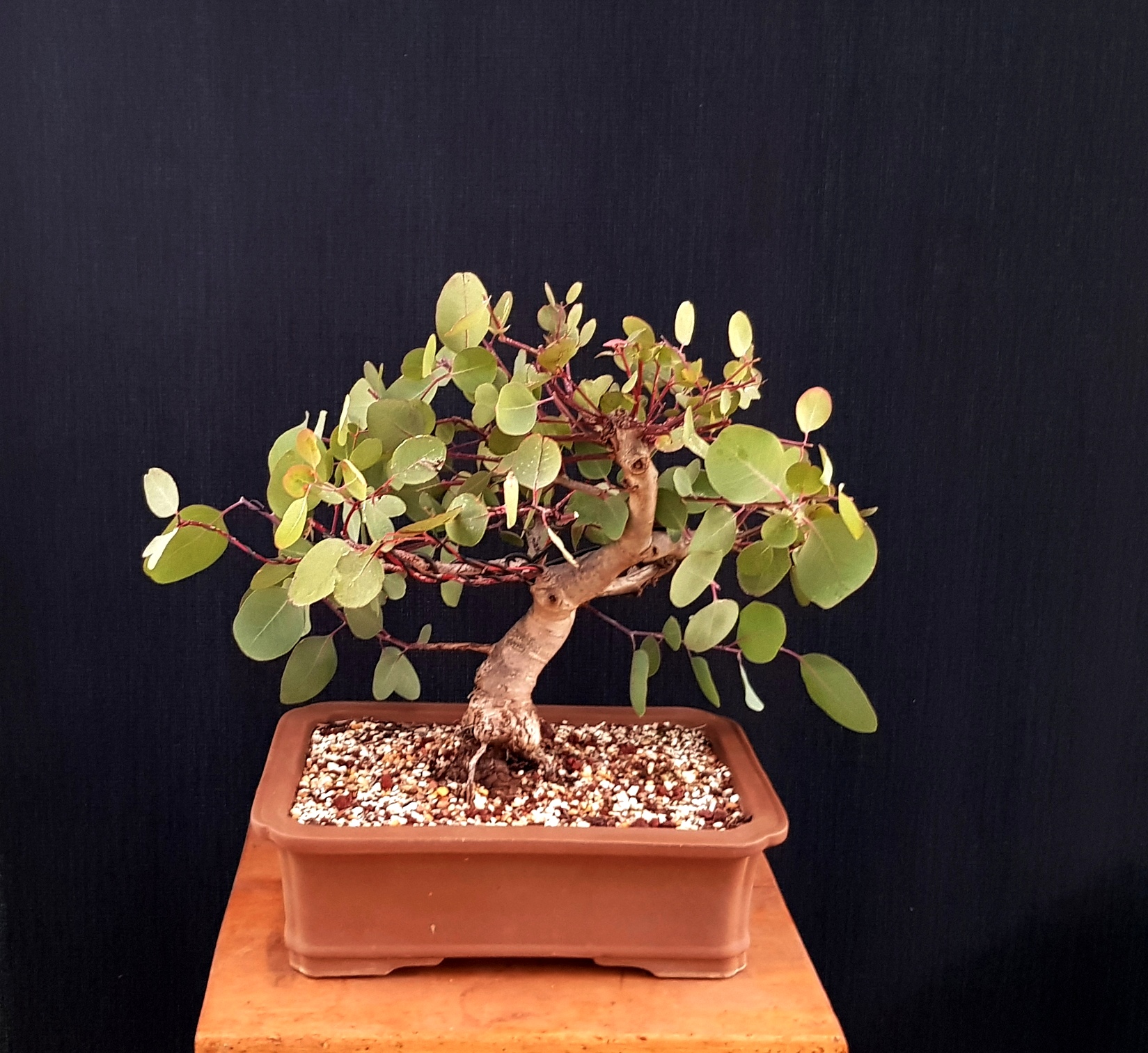 Eucalyptus Wattos Bonsai Blog