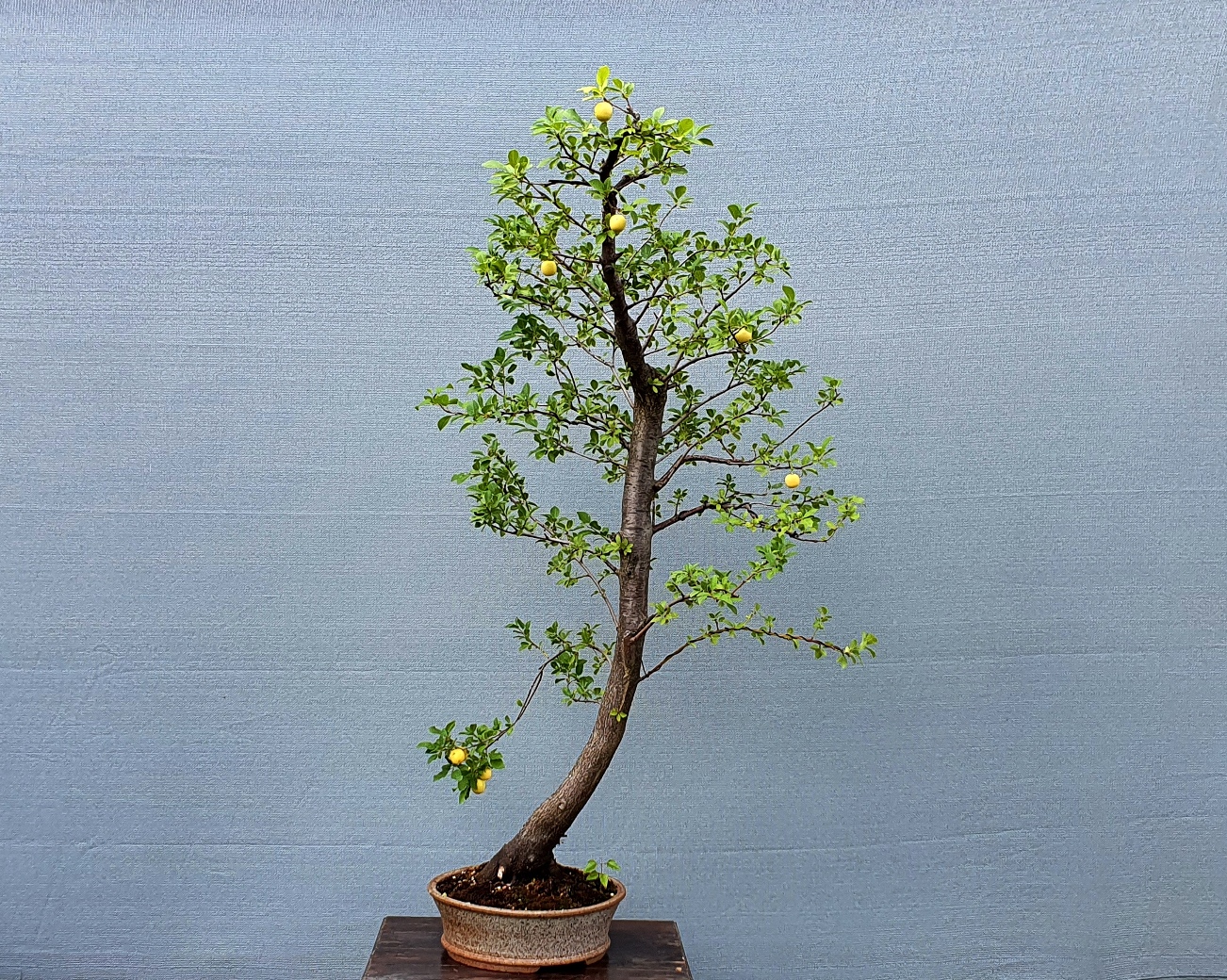 Are Tall Thin Bonsai Out of Fashion? Wattos Bonsai Blog