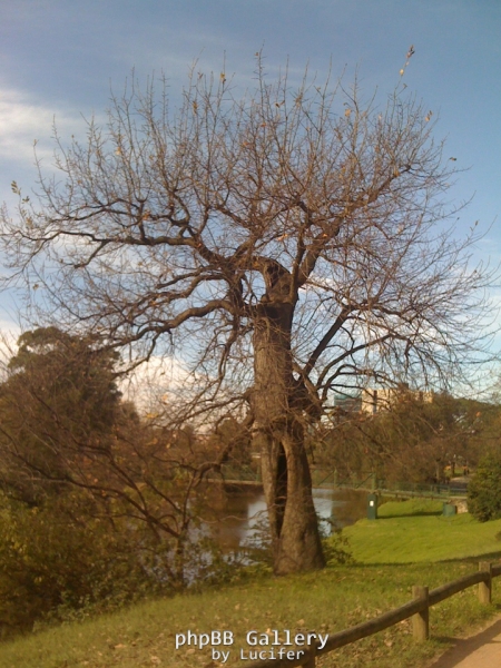 Oak in Parramatta Park