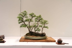 ChineseElm (4)