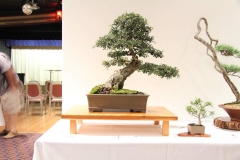 ChineseElm (5)