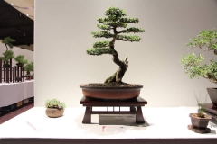 ChineseElm (6)