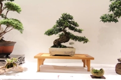 ChineseElm (7)