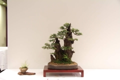 ChineseElm