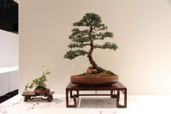 ChineseElm2