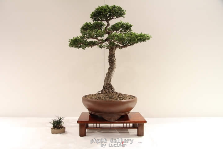 ChineseElm3