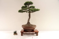 ChineseElm3