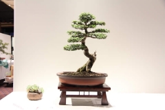 ChineseElm4