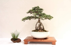 JapaneseElm