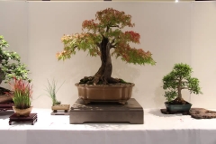 JapaneseMaple (2)