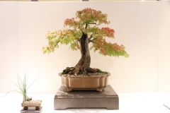 JapaneseMaple2