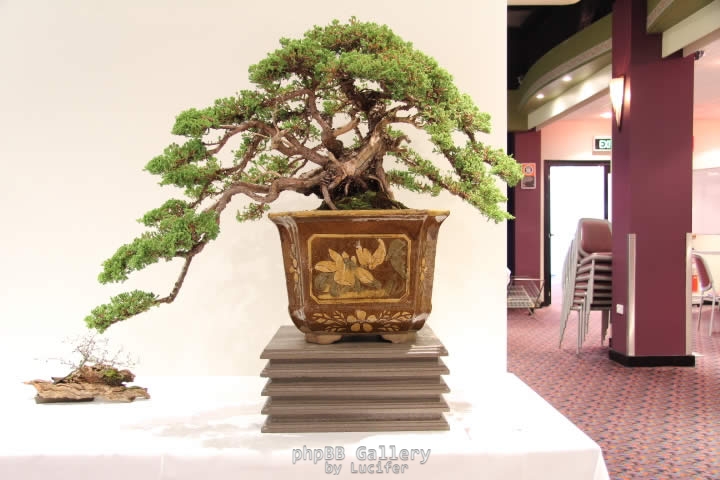 Juniper3