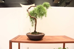 MountainBeautyCedar