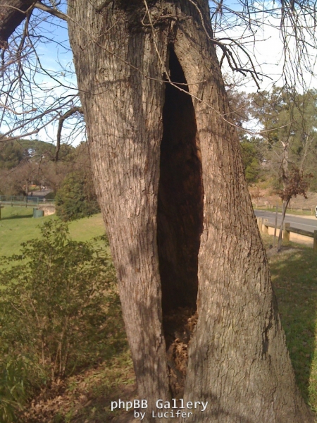 Oak in Parramatta Park detail