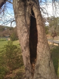 Oak in Parramatta Park detail