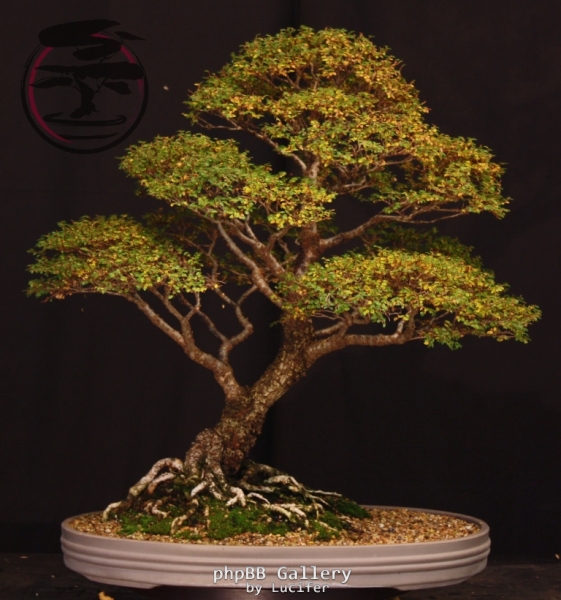 Seiju Elm