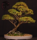 Seiju Elm