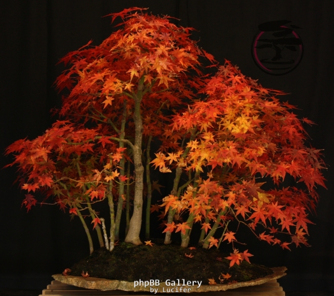 Japanese Maple Group