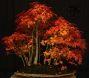 Japanese Maple Group