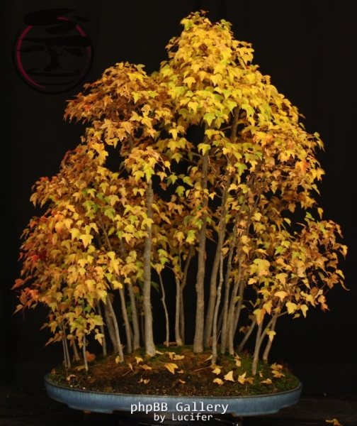 Trident Maple Group