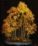 Trident Maple Group