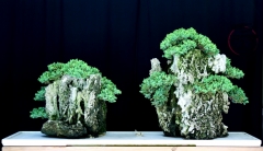 Juniper Squamata Prostrata Penjing