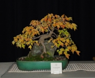 Northwest show autumn 2011 017