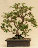 Banksia marginata by Will IslandBonsai