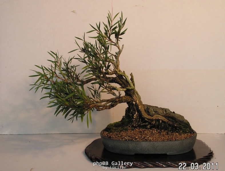 Callistemon sieberi by shibui