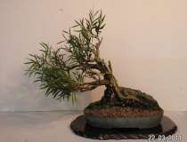 Callistemon sieberi by shibui