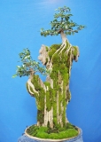 Ficus Rubiginosa by alpineart