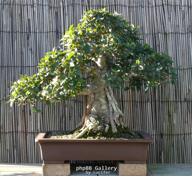 Ficus rubiginosa by bonsaiboy50