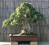 Ficus rubiginosa by bonsaiboy50