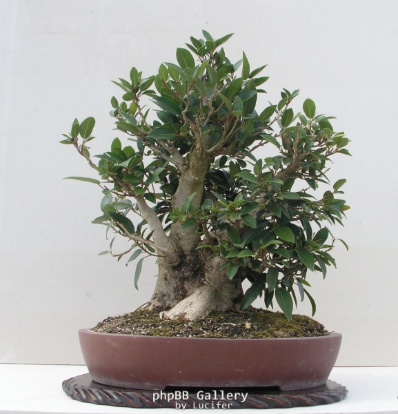 Ficus rubiginosa by shibui