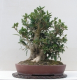 Ficus rubiginosa by shibui
