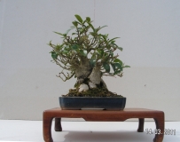 Ficus rubiginosa small twin trunk by shibui