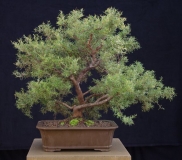 Grevillea australis by Will IslandBonsai