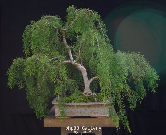 Huon Pine by Will IslandBonsai