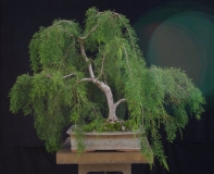 Huon Pine by Will IslandBonsai