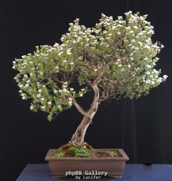 Leptospermum nitidum by Will IslandBonsai