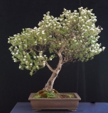 Leptospermum nitidum by Will IslandBonsai